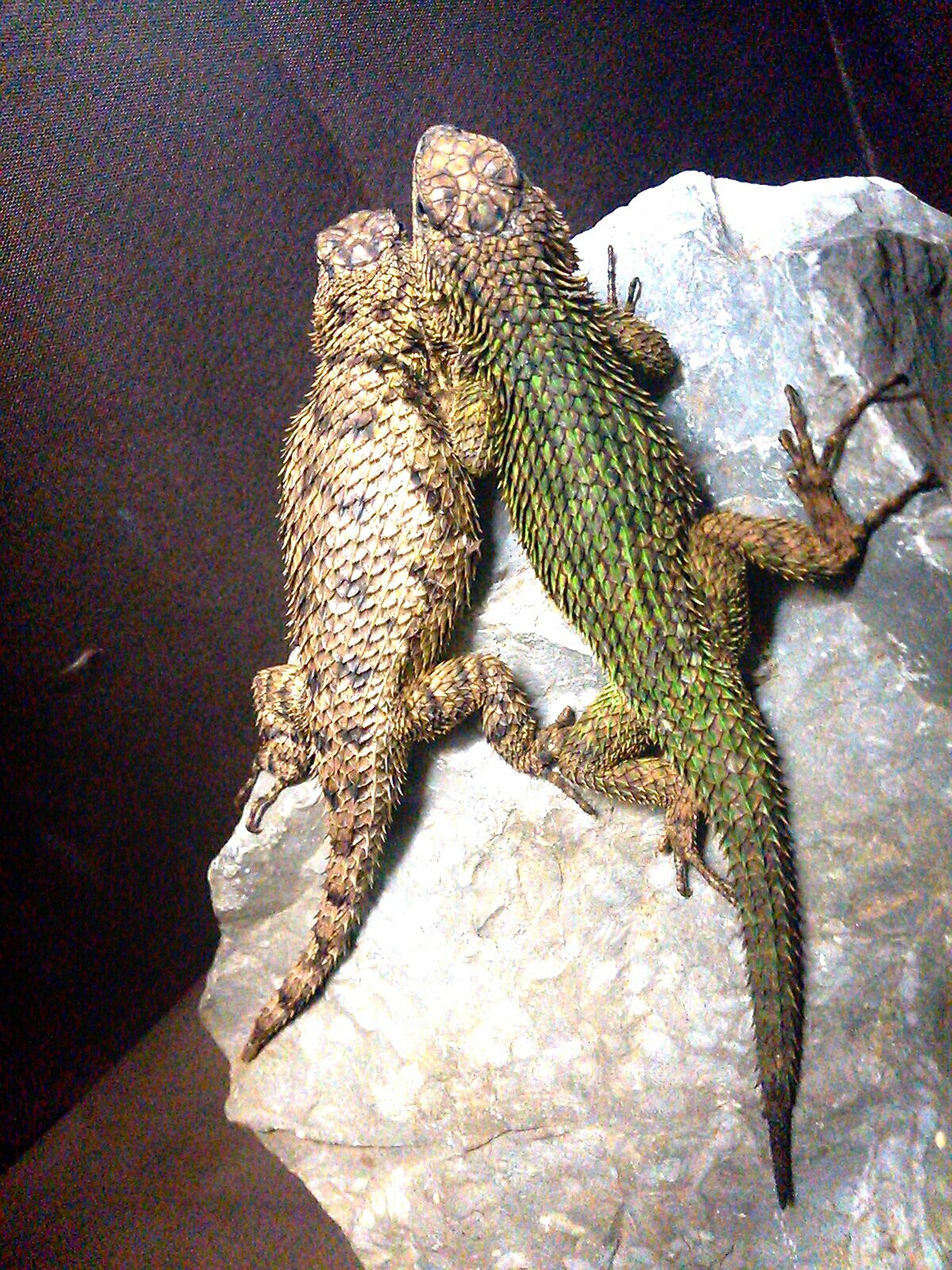 追加生体 入荷 その1 ペットショップレオンの日記