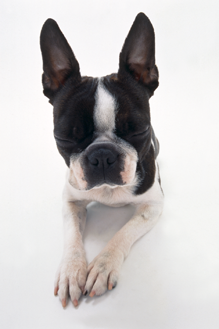 ウィズ ペットなび 犬と暮らそう Livedoor Blog ブログ ウィズ ペットなび 犬と暮らそう Livedoor Blog ブログ