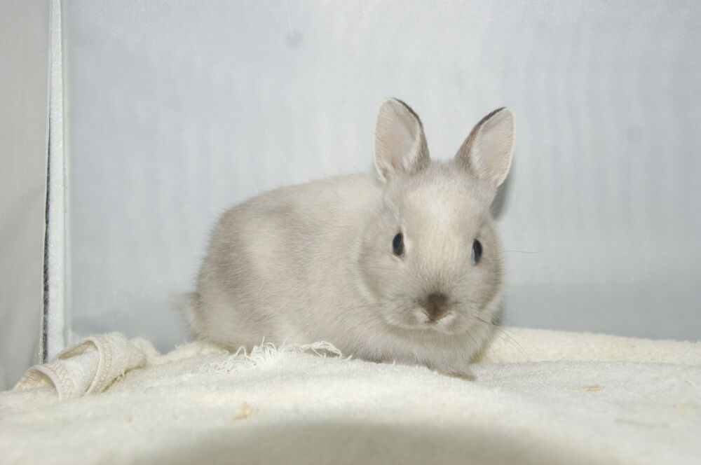 宮城県 仙台ペットショップ 鈴花 Gw うさぎ ネザーランドドワーフ販売中 ペット宮城 大崎市 加美町