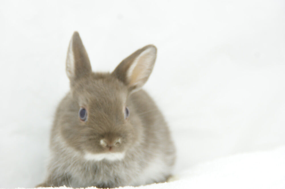 宮城県 仙台ペットショップ 鈴花 うさぎ ネザーランドドワーフ ペットショップ仙台 角田市 丸森町