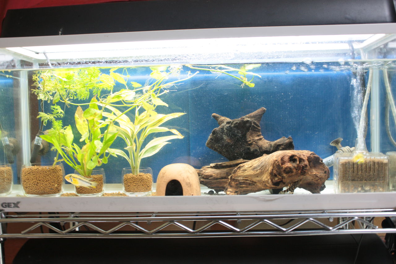 アピストマンションの紹介です 見に来てね 帰宅後の水槽観察日記