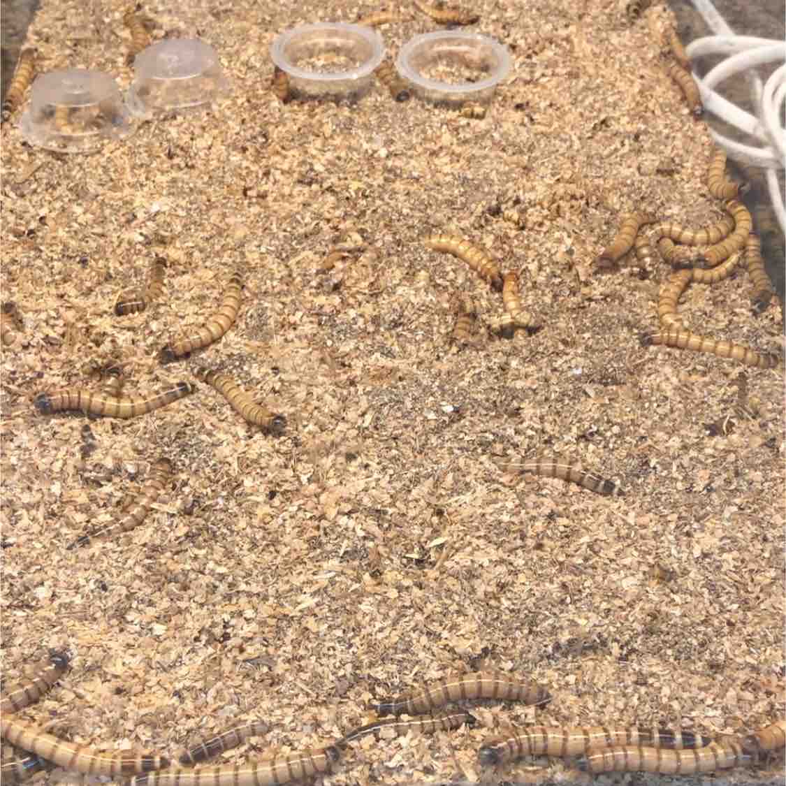 瀬戸市のカーマホームセンター P S うめひめ