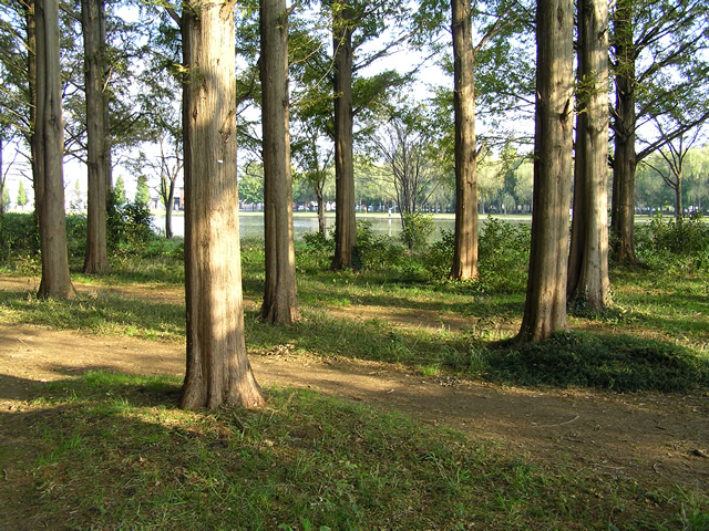 東京周辺さんぽ 水元公園
