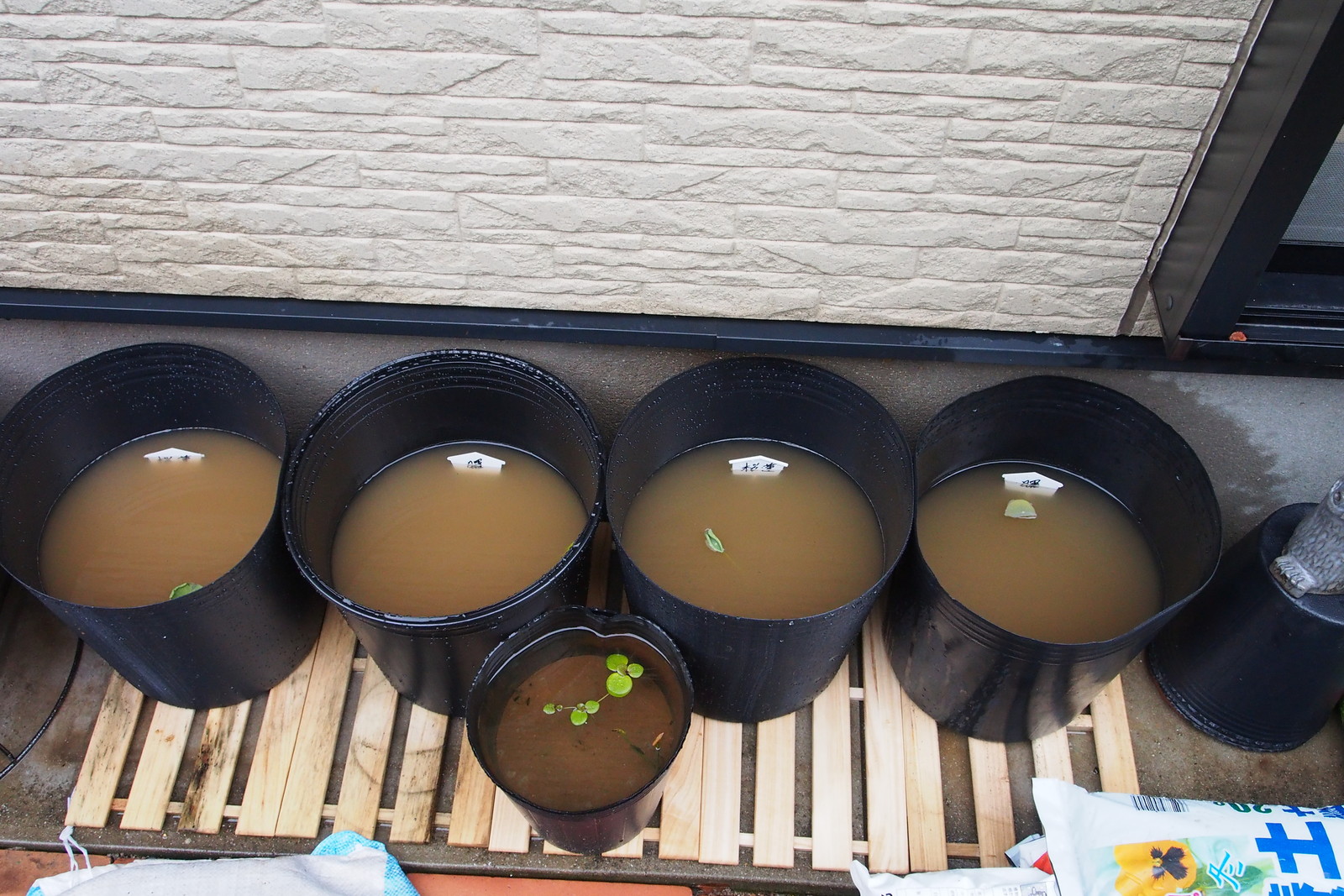 種蓮の植え付け Lotus Design Kitakyushu