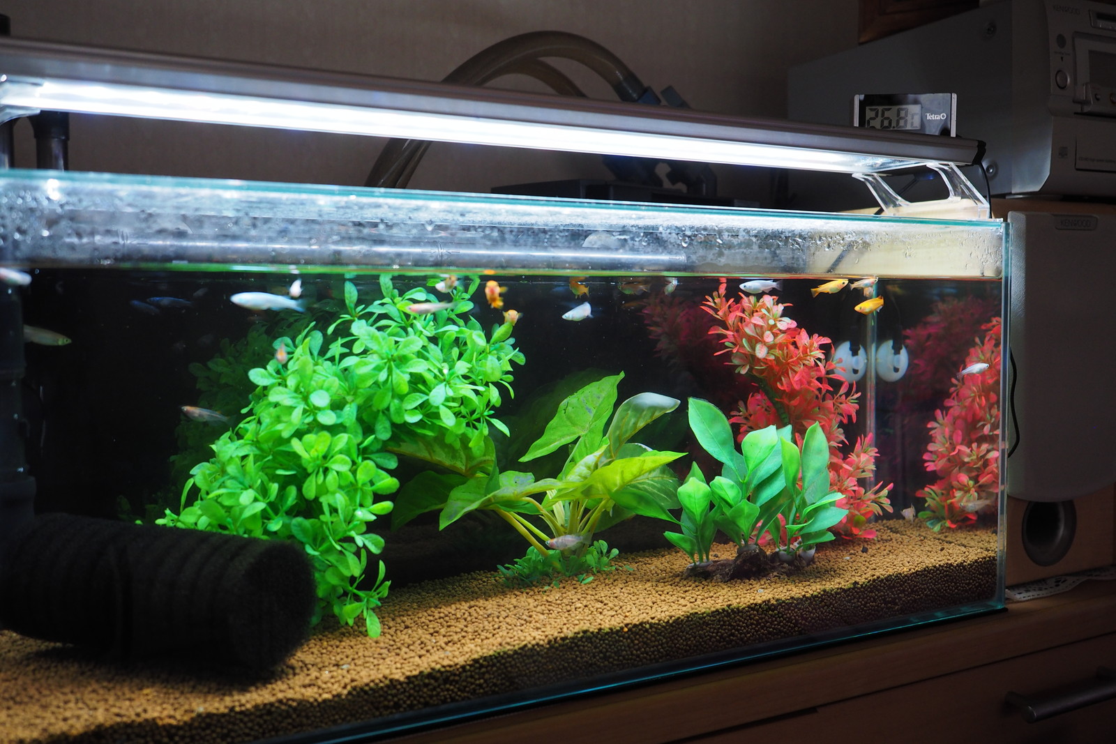 水槽のメダカたち Lotus Design Kitakyushu