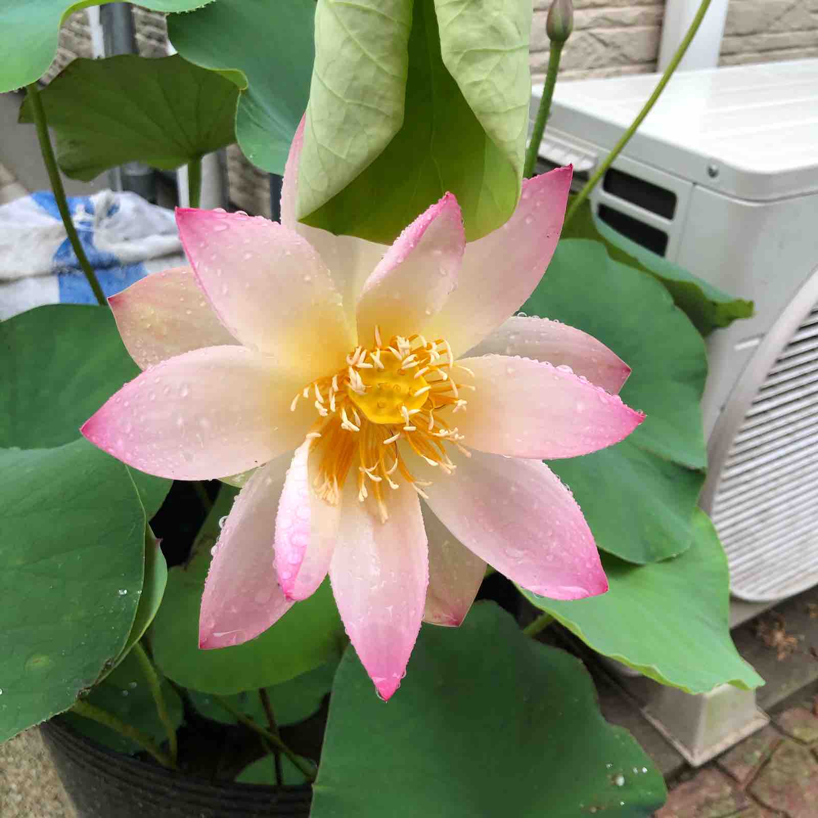 花ハスの開花 Lotus Design Kitakyushu
