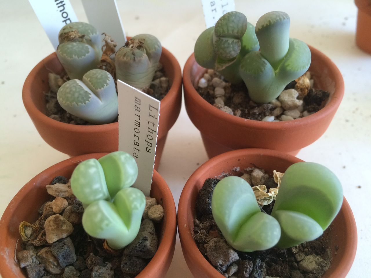 リトープスの植え替え Pflanzen ebuch ヘンな植物