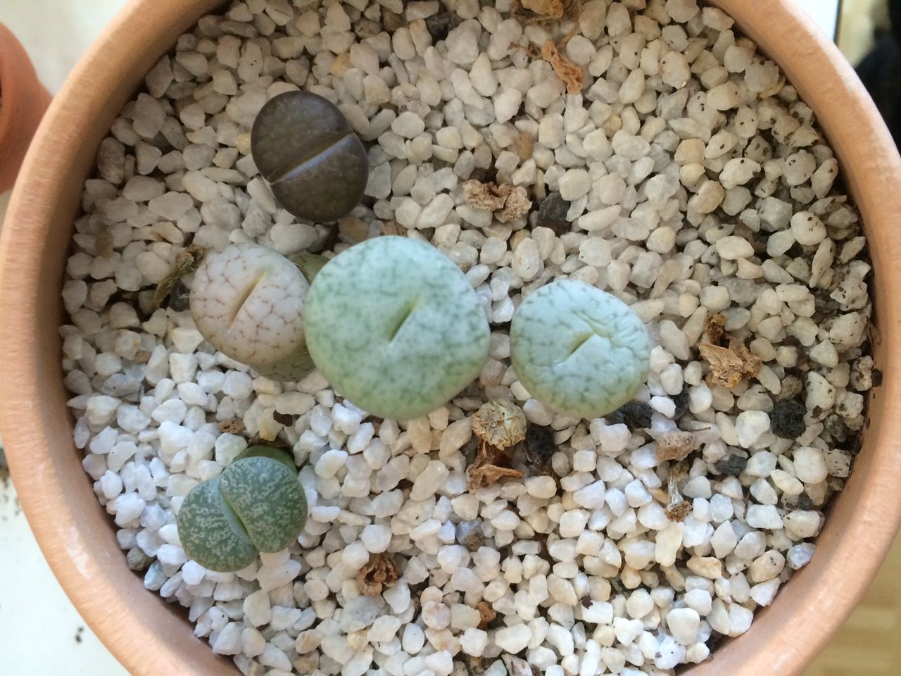 リトープスの植え替え Pflanzen ebuch ヘンな植物