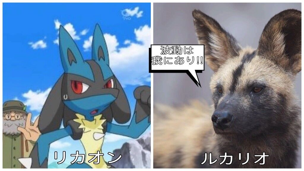 ポケモンgo ルカリオの元ネタがコチラｗｗｗｗｗｗ
