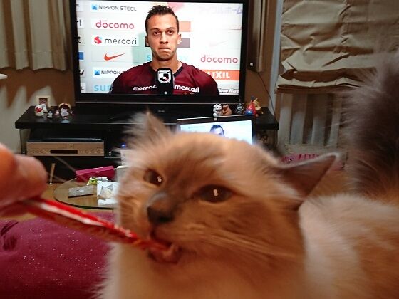 先程のリーグ Vs湘南 1 0で勝利 そして7連勝 夫婦スポーツ観戦記