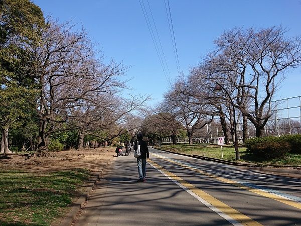 梅が散り桜咲き 駒沢公園 夫婦スポーツ観戦記 梅が散り桜咲き 駒沢公園 夫婦スポーツ観戦記
