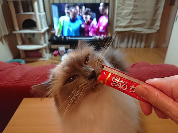 先程のルヴァン杯 鹿島勝利 夫婦スポーツ観戦記 先程のルヴァン杯 鹿島勝利 夫婦スポーツ観戦記