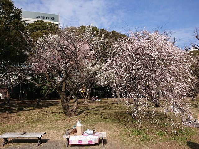 桜開花 駒沢 夫婦スポーツ観戦記 桜開花 駒沢 夫婦スポーツ観戦記