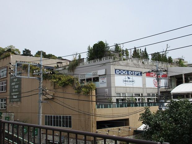 植物男子ベランダー 俺の馴染みの花屋 に行ってきた 夫婦スポーツ観戦記 植物男子ベランダー 俺の馴染みの花屋 に行ってきた 夫婦スポーツ観戦記