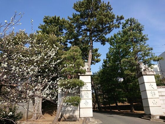 招福猫奉納所の招福殿 改装中 豪徳寺 夫婦スポーツ観戦記