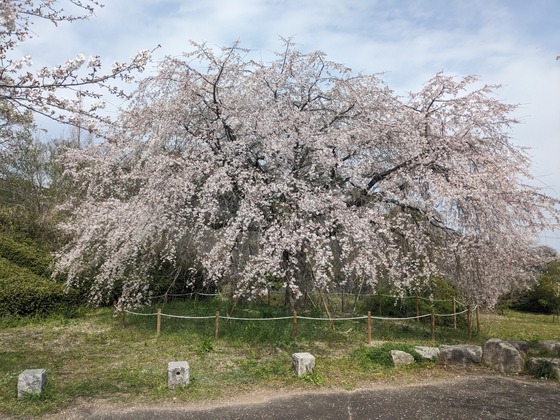 PXL_20260329_054057779