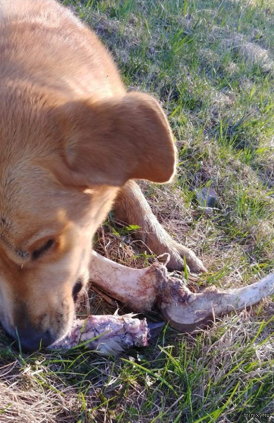 1557818995_dog_and_bears_03