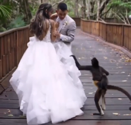「子連れの母サル」が結婚式当日に夫を略奪しにきたのだが！ｗ