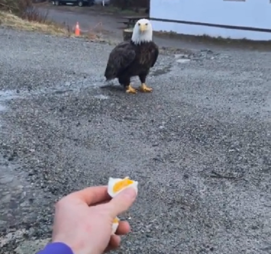 「ハクトウワシ」を餌付けしてみた男！　ちゃんと釣られてるｗ