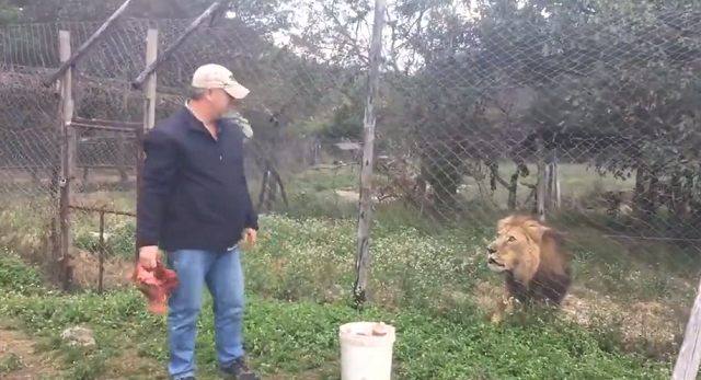 ライオンは餌の肉の塊より生きた人間を襲って食べたくてしょうがなかった…！