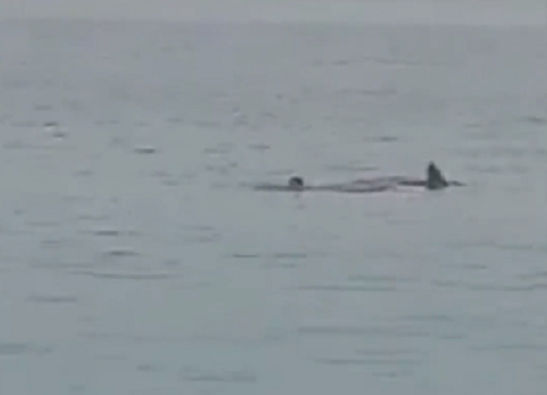 エジプトの海で水泳してたロシア人観光客がサメに襲われてる恐ろしい場面に！