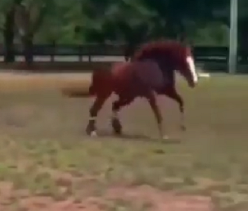 足を切断した馬が新しい義足を手に入れ再び走り回れるようになった感動の瞬間！