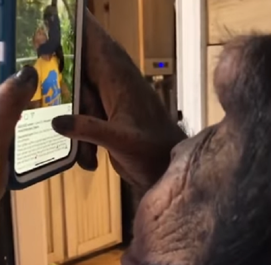 「チンパンジー」が自分で選んでインスタの動画を選んで楽しんでいた！　