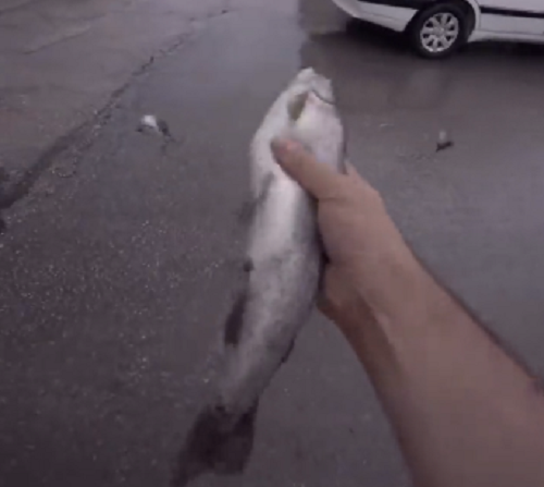 イランで魚がボタボタと降ってくる奇妙な現象が起きていた！