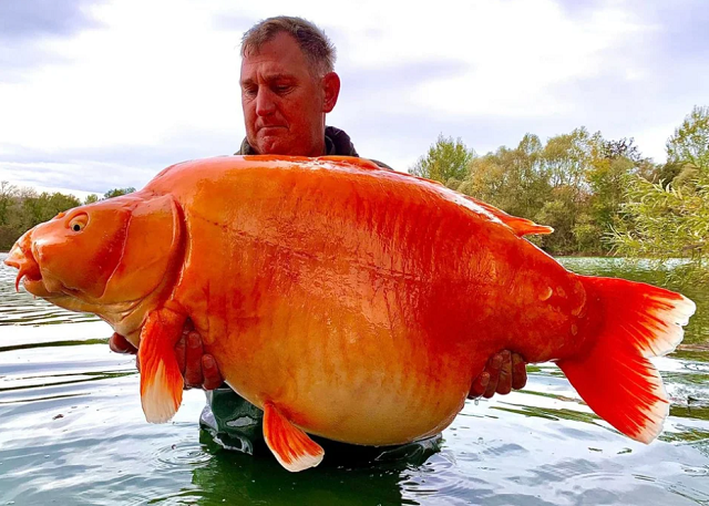 67.4ポンドもある「巨大な金魚」がフランスで捕獲された！