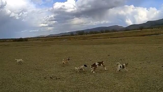 ドローンを使い子牛を攻撃する野良犬たちを追い払い救った！ｗ