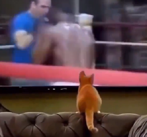 ネコがボクシングを学び実践でそのスキルを試した結果がこれ！ｗ