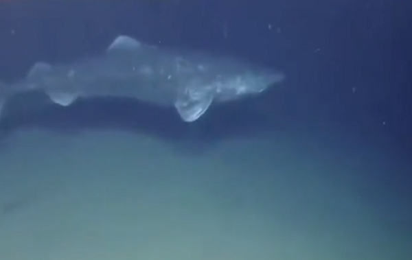 392歳の「ニシオンデンザメ」が北極海で発見され1627年以来この海域を彷徨っているらしい！