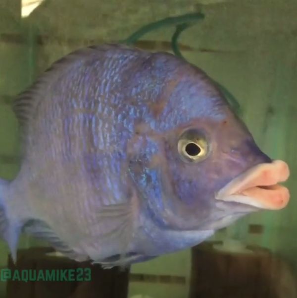 人間の唇にしか見えない唇を持った魚がいると話題に 何か色っぽい雰囲気を醸し出してるなw 2枚の写真 夜ふかしのすすめ 人間の唇にしか見えない唇を持った魚がいると話題に 何か色っぽい雰囲気を醸し出してるなw 2枚の写真 夜ふかしのすすめ