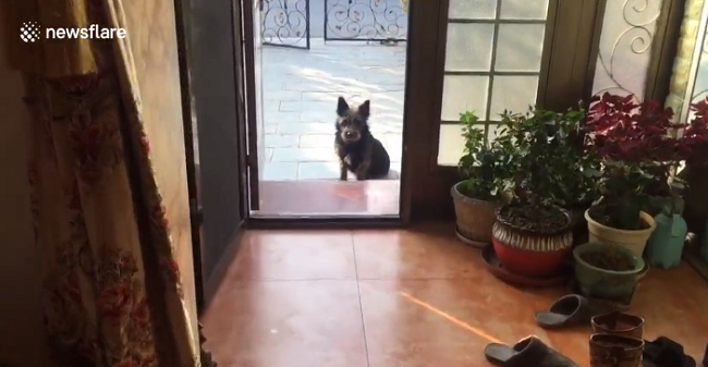 雄犬は出産したばかりの母犬のところに助けを求めるよう人間を連れて行った 夜ふかしのすすめ