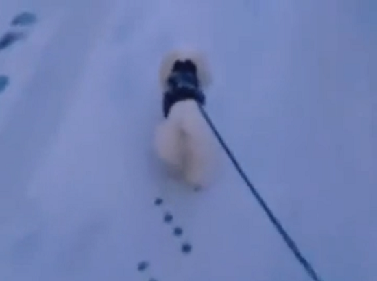 犬の足跡が規則正しくて妙な満足感を得られるのだが！ｗ