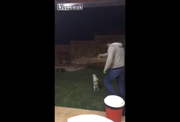 ネコを餌でおびき寄せ思い切り蹴り飛ばした男が大炎上 フェイクの疑いもあり 夜ふかしのすすめ ネコを餌でおびき寄せ思い切り蹴り飛ばした男が大炎上 フェイクの疑いもあり 夜ふかしのすすめ