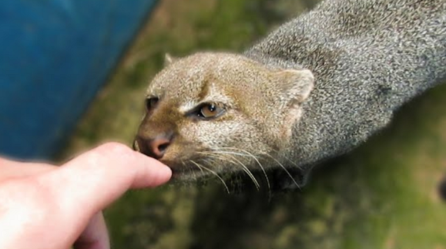 ジャガランディという珍しい野生の猫が人間と友達になろうとしていた！