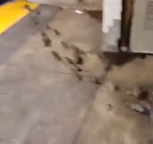 ニューヨークの地下鉄ではネズミと人間が共存しているようです！ｗ