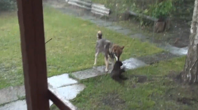 この犬は雹が降る中でネコをヒーローのように救出していた！