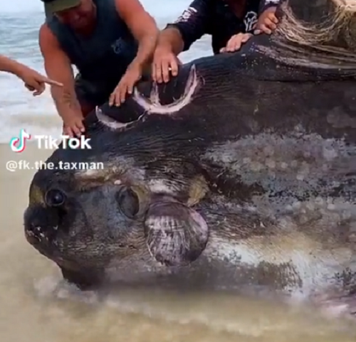 巨大な魚が頭だけ残して体を食べられたって、マンボウやないかっ！ｗ