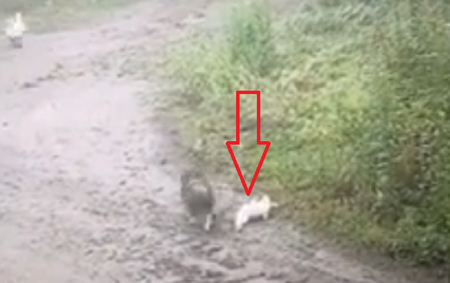 アヒルは死んだフリして血に飢えた犬を騙し生き延びたw 夜ふかしのすすめ アヒルは死んだフリして血に飢えた犬を騙し生き延びたw 夜ふかしのすすめ