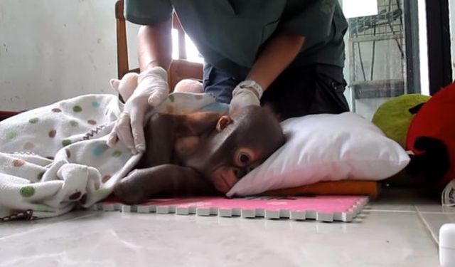 オランウータンの赤ちゃんは 狭い鳥小屋で死ぬのを待つかのように飼育され救助された 夜ふかしのすすめ オランウータンの赤ちゃんは 狭い鳥小屋で死ぬのを待つかのように飼育され救助された 夜ふかしのすすめ