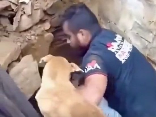 トルコの地震の後にママ犬が地面を掘り子犬を救出しようとしているのを手伝っていた人！！