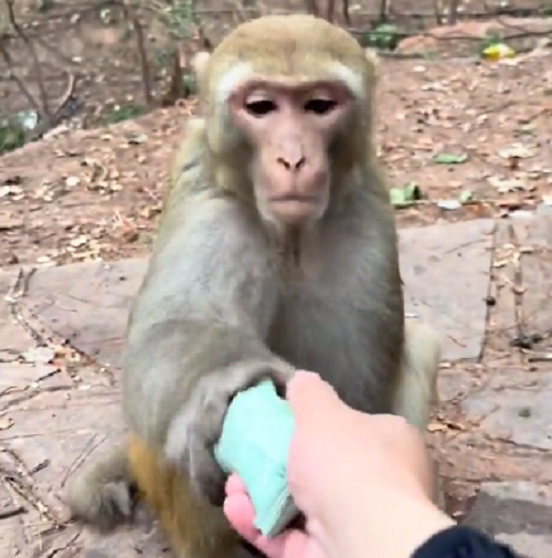 サルは地面に落ちたものをバッチイと思える衛生観念に芽生えたようです！ｗ