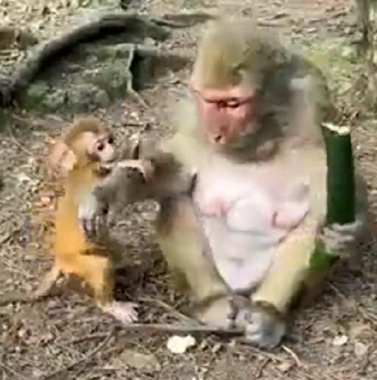 貧欲な母サルの愛の形が！ｗ　母サルの愛の形の2つのビデオ！