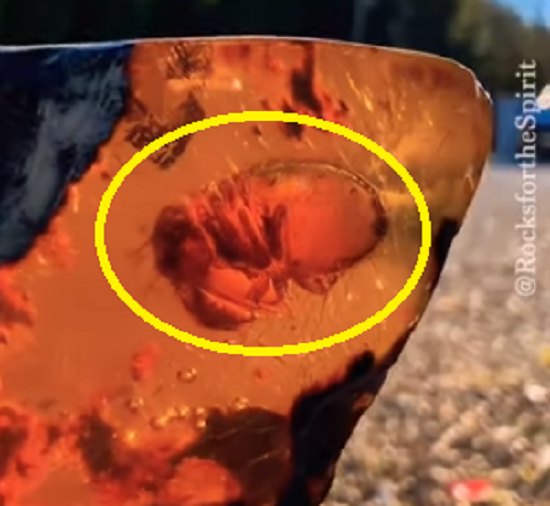 琥珀に閉じ込められた2200万年前のシロアリの体液が見える！？