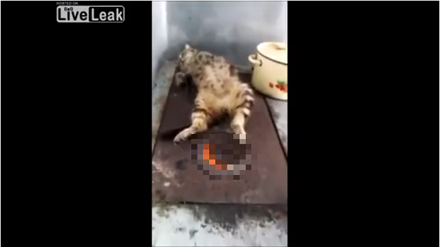 猫が丸焼き調理されているっs ゚d゚ いえ 最高に暖かい寝床を確保してましたw 夜ふかしのすすめ 猫が丸焼き調理されているっs ゚d゚ いえ 最高に暖かい寝床を確保してましたw 夜ふかしのすすめ