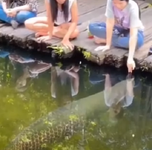 巨大な魚のピラルクーが大人しくしてたので触ってみた女性の末路が…！ｗ