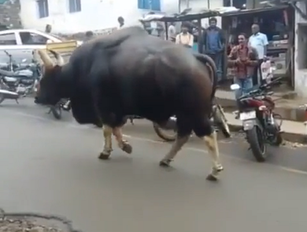 「インド バイソン」と呼ばれる凄い野良牛が町を闊歩しているのだが！ｗ