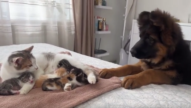 シェパードの子犬が生まれたばかりの子猫と初めて会う甘い反応！